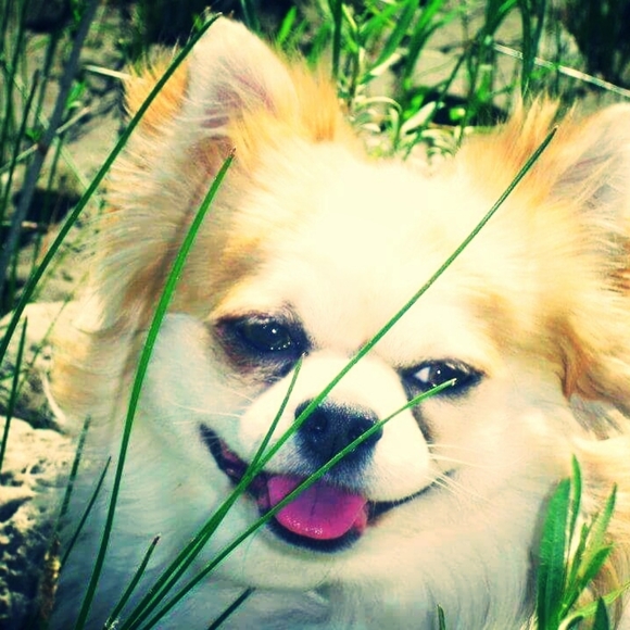 Meet your Posher, Tess - Picture 5 of 8